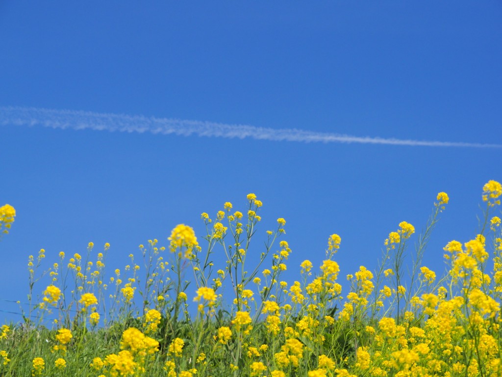 菜の花と青空と飛行機雲