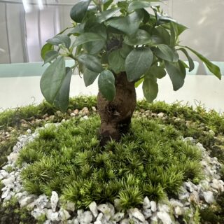 カウンセラー育成スクール 大阪・難波 TKN心理サロン　今西